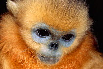 Chinese snub nosed monkey head close up {Pygathrix roxellana} China