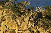 Monterey pine trees {Pinus radiata} growing on cliffs, Point Lobos reserve, California, 1990