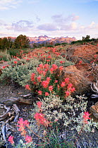 Alpine flowers at Minaret Vista, Eastern Sierras, Mammoth Lakes, California, USA