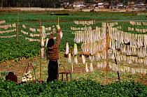Chinese radishes drying on line Kunming, Yunnan, China 2001