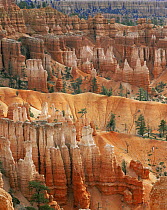 Hoodoo sandstone structures, Bryce Canyon NP, Utah, USA