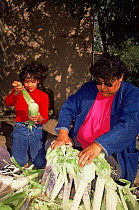 Native American child helping adult sort corn crop, Taos Pueblo, Taos, New Mexico, USA