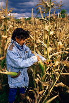 Native American child collecting corn crop, Taos Pueblo, Taos, New Mexico, USA