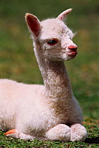 Alpaca young {Lama pacos} Andes, South America