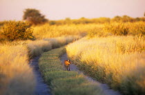 Caracal {Felis caracal} walking along track in Kalahari desert, Botswana