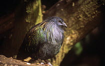 Nicobar pigeon {Caloenas nicobarica} endemic to Andaman and Nicobar islands