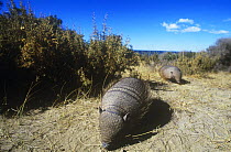 Hairy armadillo {Chaetophractus villosus} pair foraging, Valdez, Patagonia, Argentina
