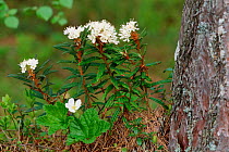 Marsh Labrador tea {Rhododendron tomentosum} and Cloudberry flowers Sweden