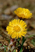 Coltsfoot flowers {Tussilago farfara} Sweden