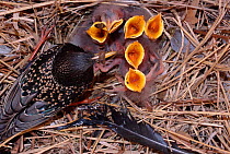 Common starling feeding hungry chicks in nest {Sturnus vulgaris} Sweden