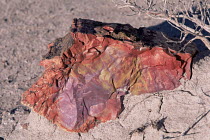 Red, yellow and purple petrified wood piece, Painted Desert, Arizona, USA