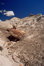 Petrified log in gully, Blue Mesa East Painted Desert and Petrified Forest, Arizona, USA
