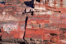 Close up of textured petrified wood, Painted Desert and Petrified Forest, Arizona USA