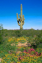 Saguaro cactus standing above Owlclover, gold poppy and other annual wildflowers, Organ Pipe Cactus NM, Arizona, USA