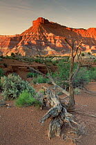 Sandstone cliffs and chinle formations at sunset, near Paria Canyon, Utah, USA