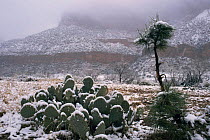 Prickly pear cactus with topping of snow in winter, Zion National Park, Utah, USA