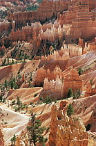 Hoodoo sandstone rock formations, Bryce Canyon NP, Utah, USA