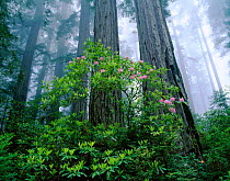 Redwood National Park - Rhodedendron {R macrophyllum} and Douglas fir, California, USA