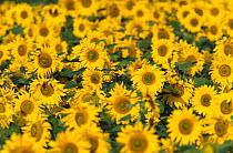 Sunflowers {Helianthus annuus} Germany