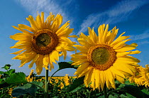 Sunflowers {Helianthus annuus} Germany