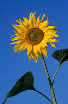 Sunflower {Helianthus annuus} Germany