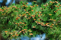 Mass of Monarch butterflies gathered on tree {Danaus plexippus} Pismo SP, California, USA