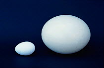Ostrich egg {Struthio camelus} next to Chicken egg {Gallus gallus domesticus} for scale