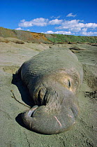 Northern elephant seal male {Mirounga angustirostris} Ano Nuevo SR, California, USA