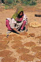 Woman drying cow dung for fuel Jodhpur, Rajasthan, India