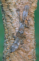 Leaf tailed gecko on tree trunk {Uroplatus fimbriatus} Madagasca