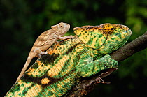 Parson's chameleon juvenile on back of adult,  Madagascar {Chamaeleo parsonii}
