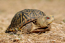 Ornate box turtle {Terrapene ornata} USA
