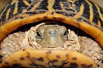 Ornate box turtle retracted into shell {Terrapene ornata} USA