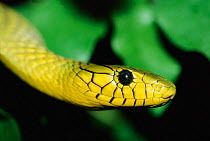 Western green mamba snake {Dendroaspis viridis} occurs Africa