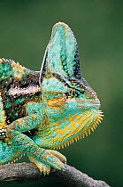 Casqued chameleon male head portrait {Chamaeleo calyptratus} Yemen