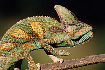 Casqued chameleon male {Chamaeleo calyptratus} Yemen