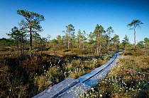 Wooden walkway through bog, Kemeri NP, Latvia