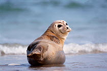 Common seal on beach {Phoca vitulina} Helgoland, Germany