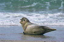 Common seal {Phoca vitulina} on beach, Helgoland, Germany