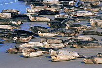 Common seals on beach {Phoca vitulina} Helgoland, Germany