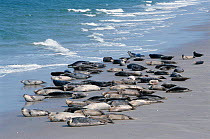 Common seals hauled up on beach {Phoca vitulina} Helgoland, Germany