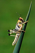 Migratory locust subadult {Locusta migratoria} Africa