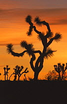 Joshua tree {Yucca brevifolia} silhouetted at sunset. Joshua Tree NP, California