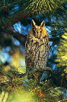 Long eared owl roosting in tree {Asio otus} Germany