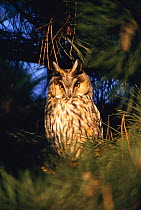 Long eared owl in tree {Asio otus} Germany