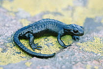 Alpine salamander {Salamandra atra} Switzerland