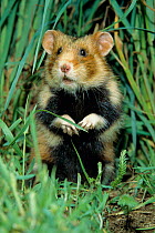 Common hamster {Cricetus cricetus} captive Germany