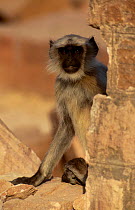 Southern plains grey / Hanuman langur {Semnopithecus dussumieri} juvenile male, Jodhpur, Rajasthan, India