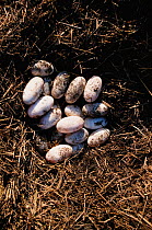 Broad nosed caiman eggs in nest {Caiman latirostris}  Sante Fe, Argentina. Project Yacare