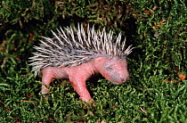 Orphan one-week-old Hedgehog baby {Erinaceus europaeus} Germany
